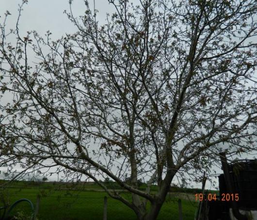 Name:  Resim 722.jpg
Views: 1203
Size:  72.8 KB