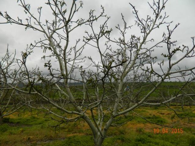 Name:  Resim 709.jpg
Views: 1257
Size:  62.9 KB