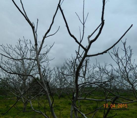 Name:  Resim 714.jpg
Views: 1220
Size:  46.5 KB