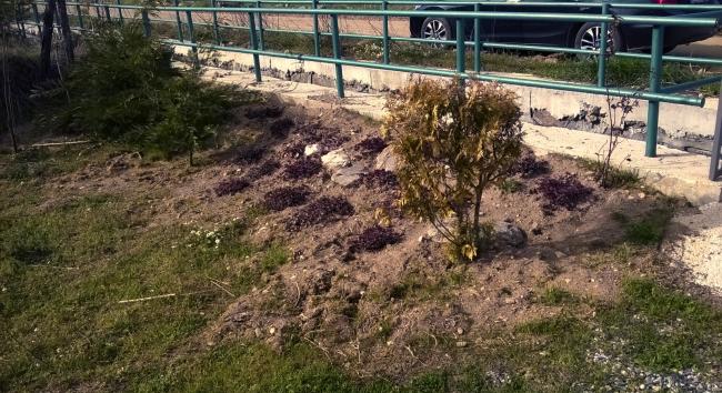 Name:  sedum-20.4.15.jpg
Views: 957
Size:  69.3 KB
