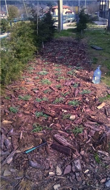 Name:  sedum-2-20.4.15.jpg
Views: 923
Size:  67.1 KB