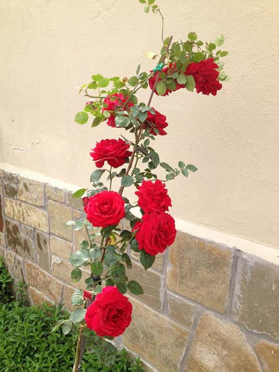 Name:  msaygin_bahce11.jpg
Views: 704
Size:  68.4 KB
