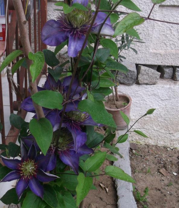 Name:  DSCF6931.jpg
Views: 456
Size:  72.8 KB