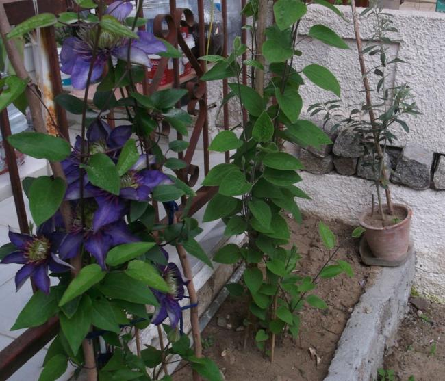 Name:  DSCF6932.jpg
Views: 459
Size:  69.5 KB