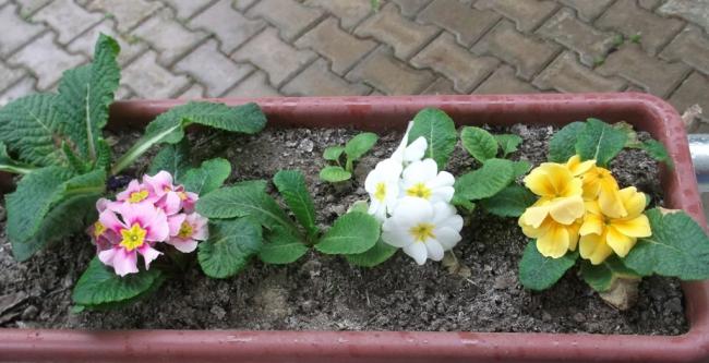 Name:  DSCF6926.jpg
Views: 438
Size:  42.6 KB