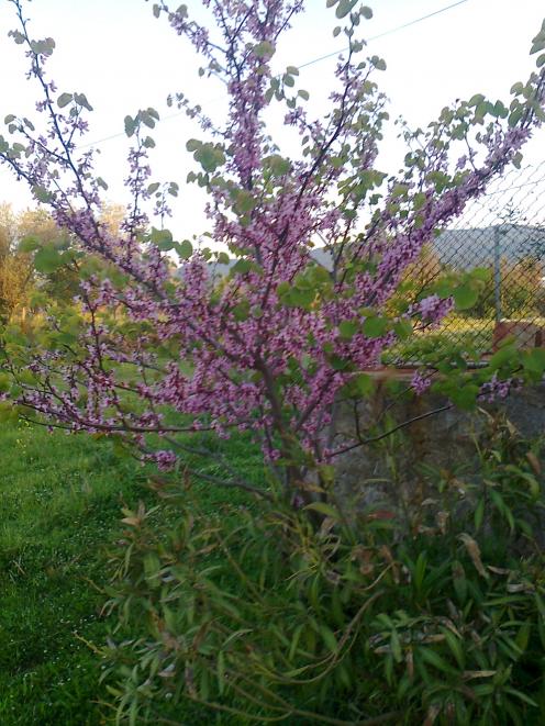 Name:  Fotoraf2243.jpg
Views: 488
Size:  76.1 KB