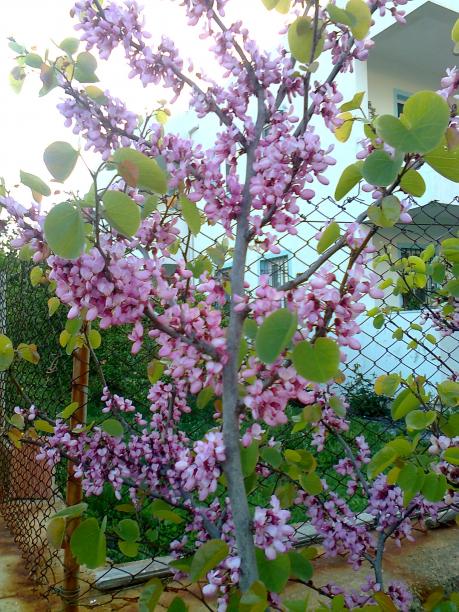 Name:  Fotoraf2245.jpg
Views: 475
Size:  79.7 KB