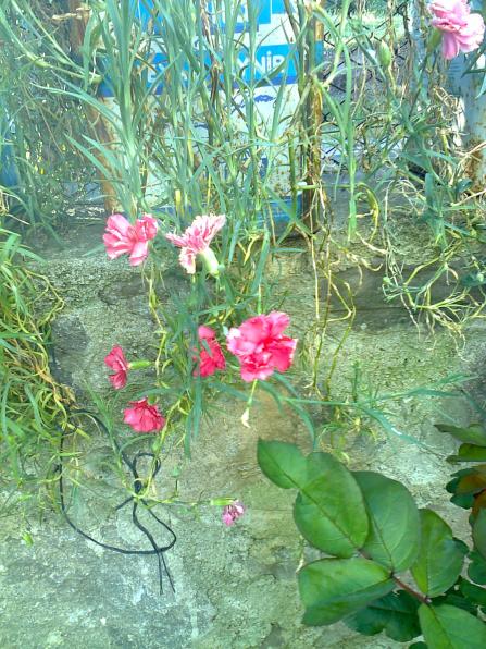 Name:  Fotoraf2237.jpg
Views: 456
Size:  76.9 KB