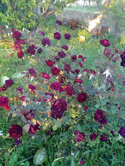 Name:  Fotoraf2251.jpg
Views: 436
Size:  77.9 KB