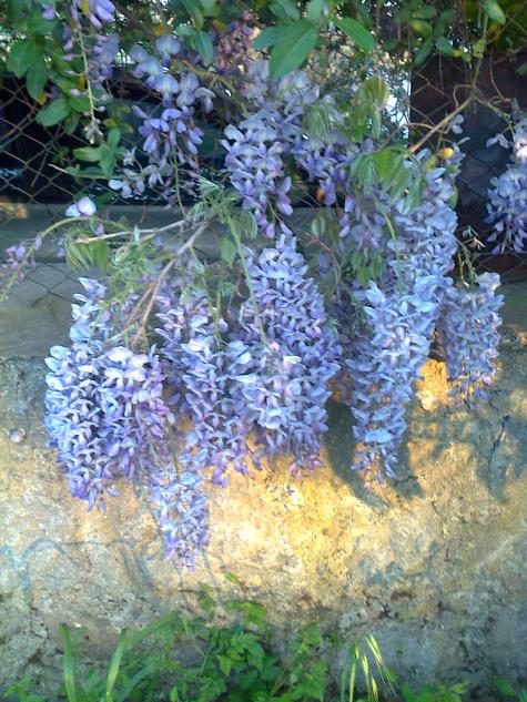 Name:  Fotoraf2247.jpg
Views: 446
Size:  78.0 KB