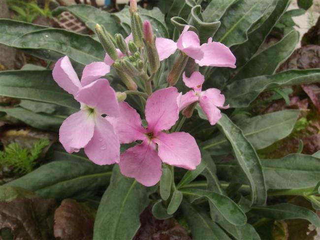 Name:  DSCF5563.jpg
Views: 638
Size:  44.6 KB