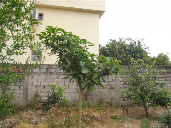 Name:  DSCF5578.jpg
Views: 701
Size:  62.8 KB