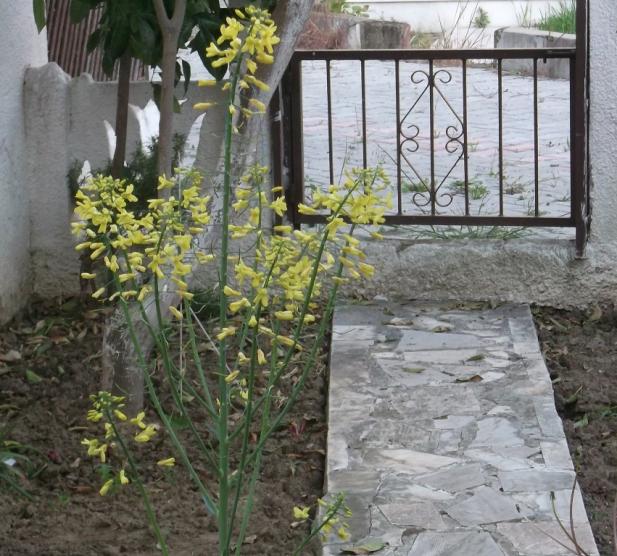 Name:  DSCF6988.jpg
Views: 418
Size:  71.1 KB