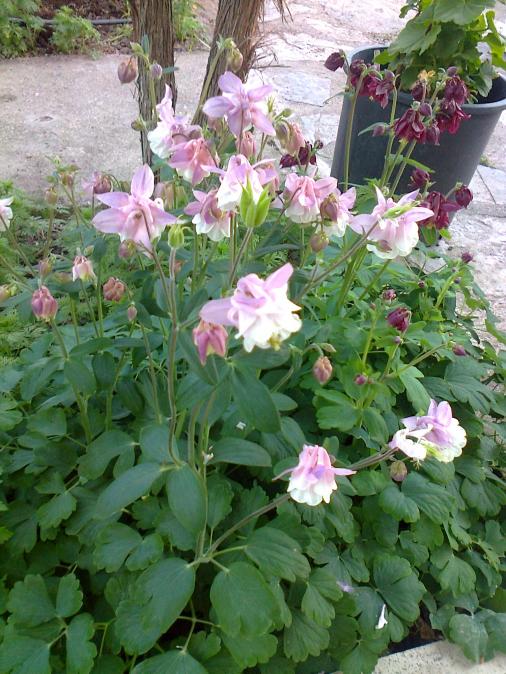 Name:  Fotoraf2274.jpg
Views: 676
Size:  76.8 KB