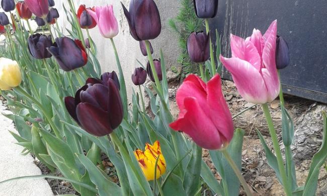 Name:  20150427_150329.jpg
Views: 530
Size:  54.7 KB