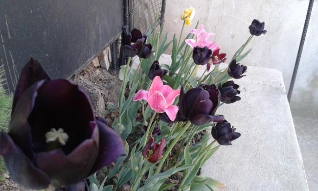 Name:  20150427_183846.jpg
Views: 503
Size:  43.6 KB