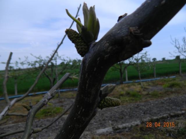 Name:  Resim 713.jpg
Views: 1148
Size:  31.8 KB