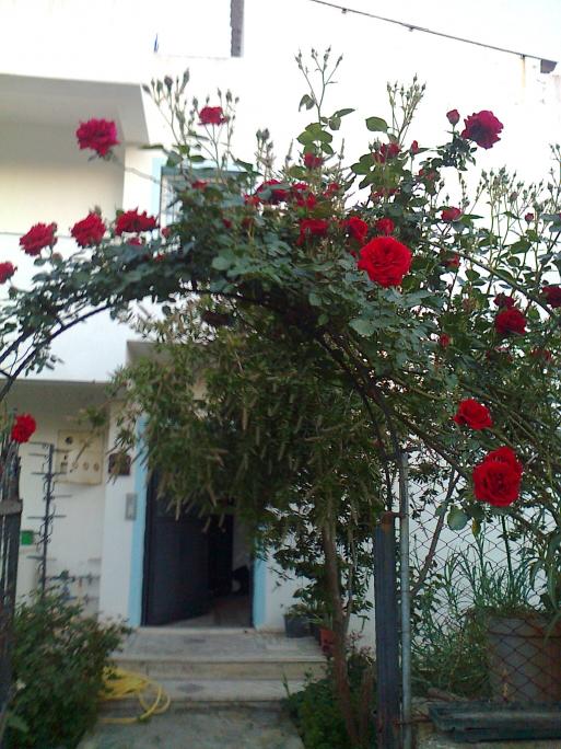 Name:  Fotoraf2320.jpg
Views: 510
Size:  75.4 KB