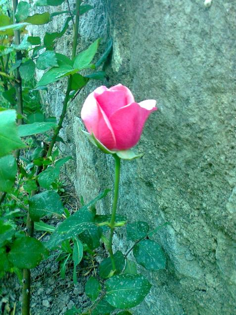Name:  Fotoraf2304.jpg
Views: 455
Size:  76.0 KB
