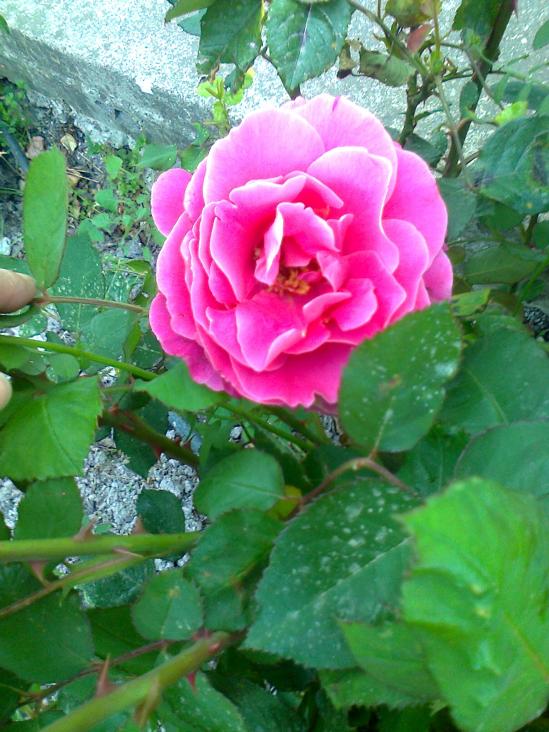 Name:  Fotoraf2302.jpg
Views: 454
Size:  73.8 KB