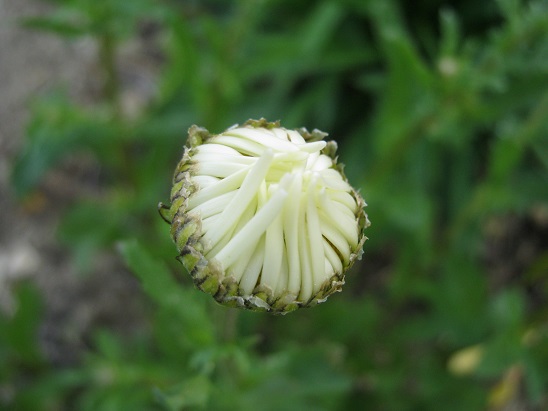 Name:  papatya.jpg
Views: 888
Size:  55.3 KB