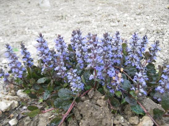 Name:  ajuga reptans.jpg
Views: 886
Size:  53.8 KB