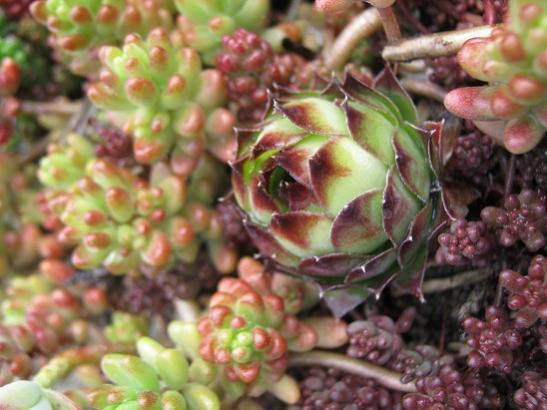 Name:  sempervivum.jpg
Views: 880
Size:  40.0 KB