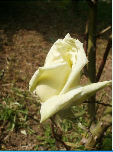 Name:  g1.JPG
Views: 585
Size:  37.4 KB