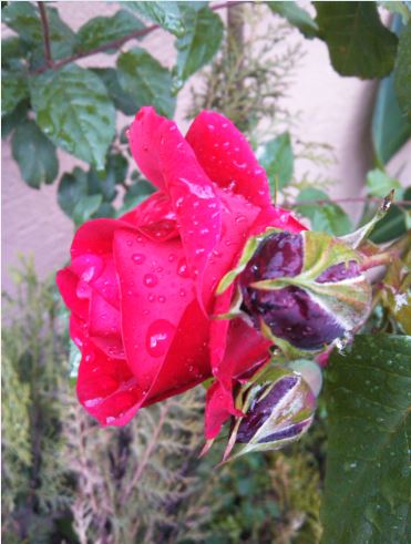 Name:  g3.JPG
Views: 563
Size:  43.8 KB