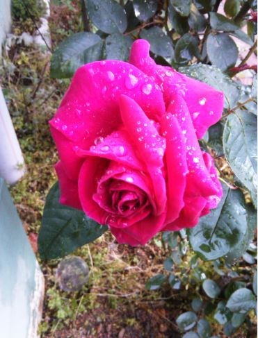 Name:  g5.JPG
Views: 595
Size:  50.7 KB