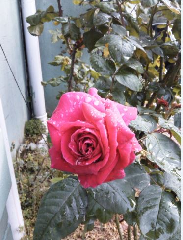 Name:  g8.JPG
Views: 584
Size:  51.1 KB