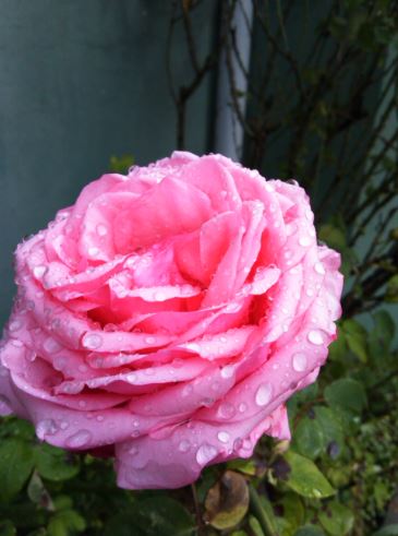 Name:  g9.JPG
Views: 527
Size:  35.7 KB