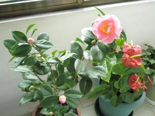 Name:  PC061523.jpg
Views: 2537
Size:  40.9 KB