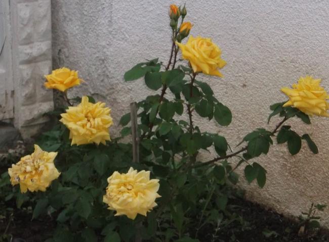Name:  DSCF7011.jpg
Views: 337
Size:  47.2 KB