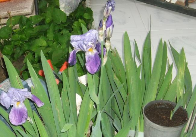Name:  DSCF7026.jpg
Views: 345
Size:  49.0 KB