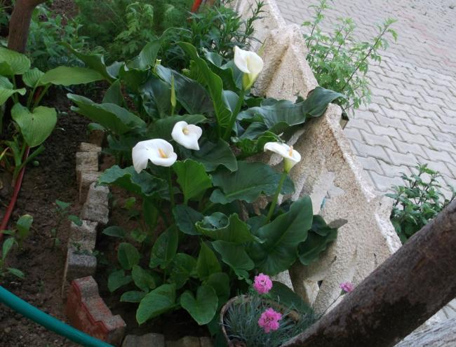 Name:  DSCF7048.jpg
Views: 350
Size:  60.3 KB