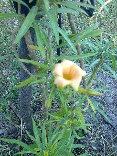 Name:  Fotoraf2437.jpg
Views: 367
Size:  76.6 KB