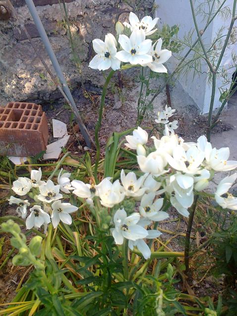 Name:  Fotoraf2443.jpg
Views: 297
Size:  76.4 KB
