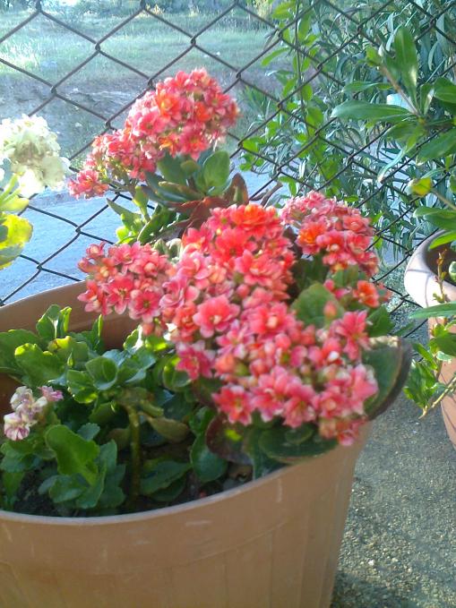 Name:  Fotoraf2446.jpg
Views: 443
Size:  76.2 KB