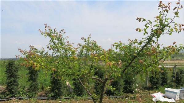 Name:  IMG_1133 (600 x 337).jpg
Views: 957
Size:  39.6 KB