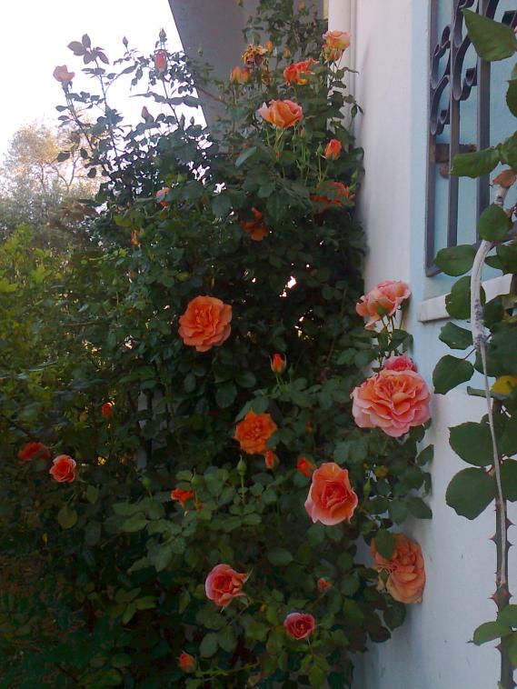 Name:  Fotoraf2426.jpg
Views: 396
Size:  73.7 KB