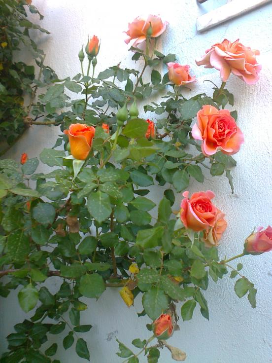 Name:  Fotoraf2427.jpg
Views: 407
Size:  73.5 KB