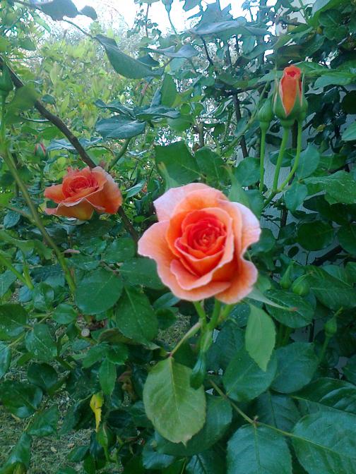 Name:  Fotoraf2428.jpg
Views: 381
Size:  75.0 KB