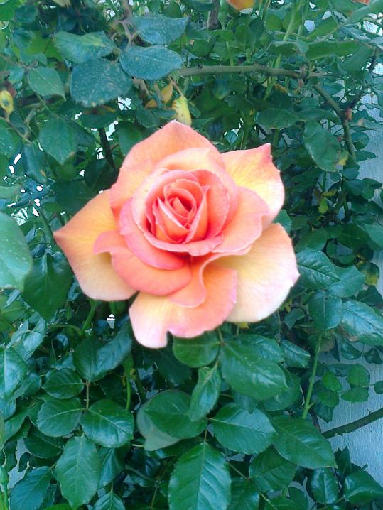 Name:  Fotoraf2401.jpg
Views: 474
Size:  74.4 KB