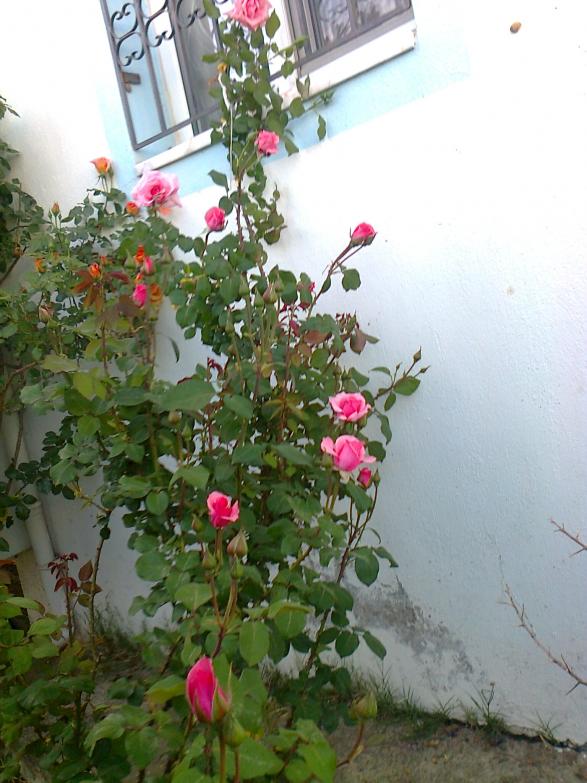 Name:  Fotoraf2398.jpg
Views: 351
Size:  72.4 KB