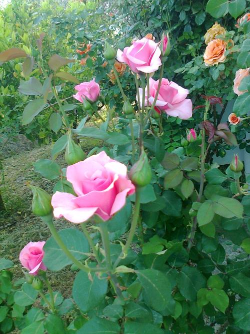 Name:  Fotoraf2491.jpg
Views: 375
Size:  76.2 KB