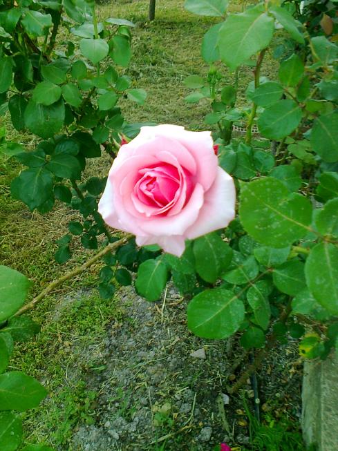 Name:  Fotoraf2492.jpg
Views: 368
Size:  76.1 KB