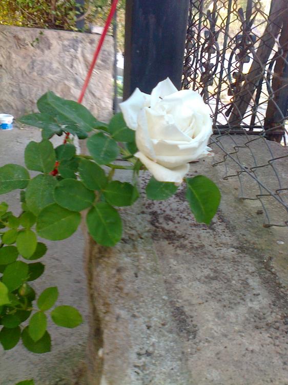Name:  Fotoraf2448.jpg
Views: 389
Size:  73.5 KB