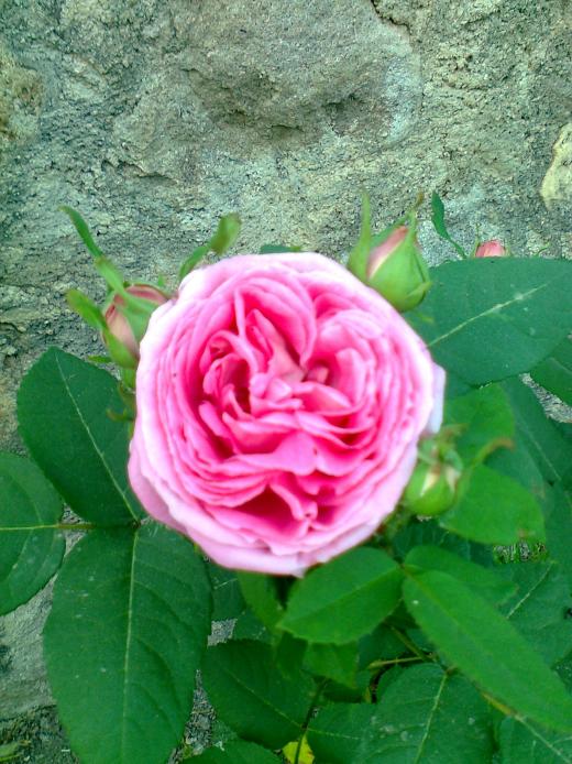 Name:  Fotoraf2495.jpg
Views: 448
Size:  73.8 KB