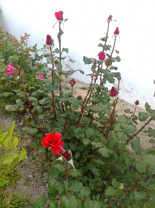 Name:  Fotoraf2392.jpg
Views: 388
Size:  74.5 KB